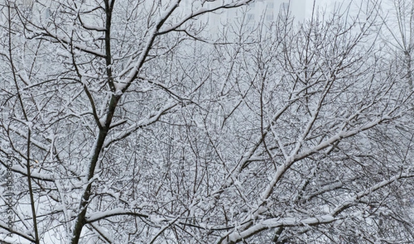 Obraz Trees in the snow.
