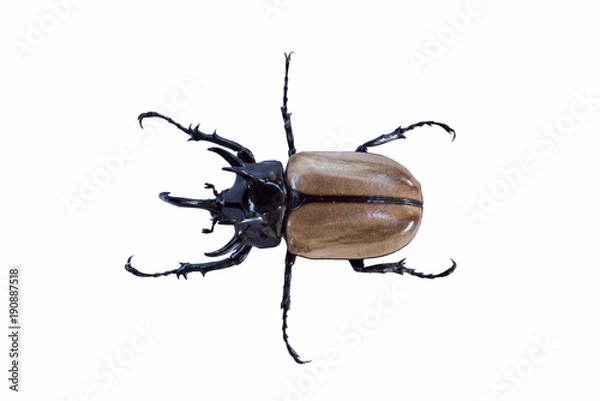 Fototapeta Brown beetle insect with close up and more details in white background, isolated.