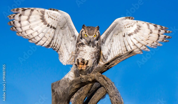 Obraz Great Horned Owl