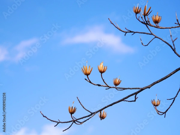 Obraz 冬のユリノキ