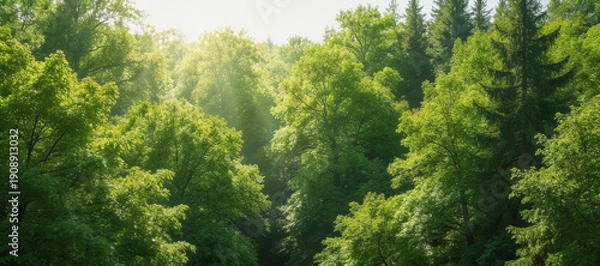 Fototapeta Sunlit Forest with Lush Green Trees