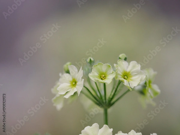 Obraz 愛らしいクリーム色のプリムラ マラコィデス
