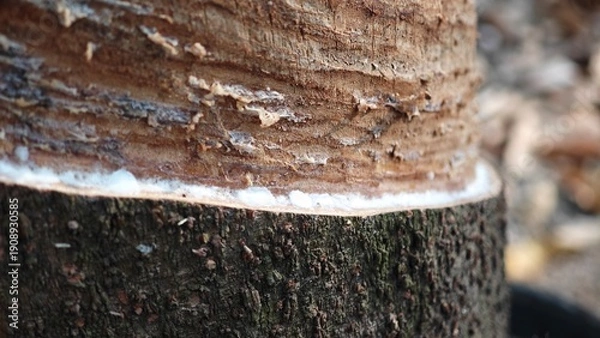 Obraz Scrape rubber from rubber, latex.