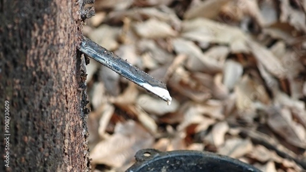 Obraz Scrape rubber from rubber, latex.