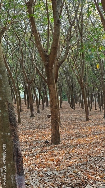Obraz Rubber tree plantation with tapping cups.