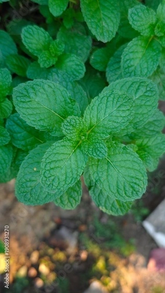 Obraz Green peppermint in the garden.