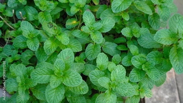 Obraz Green peppermint in the garden.