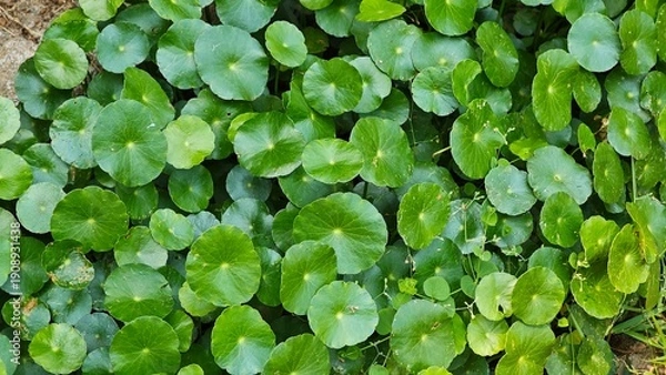 Obraz Centella asiatica leaves, in the garden.