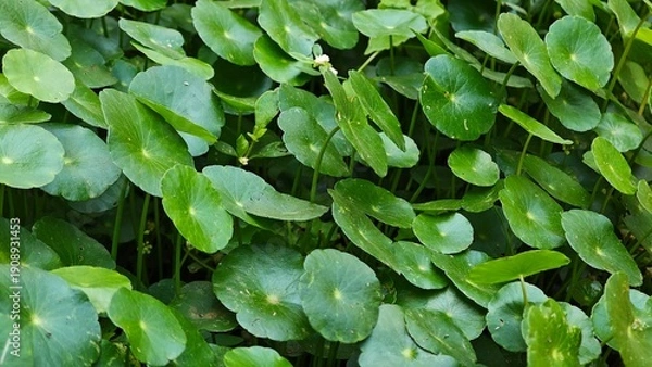 Obraz Centella asiatica leaves, in the garden.