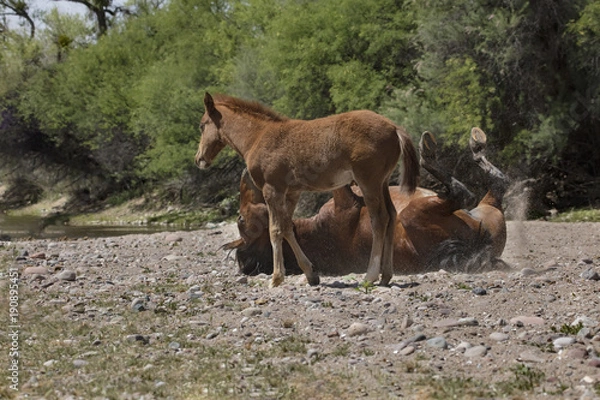 Obraz Wild Horses