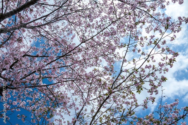 Obraz 青空に映える満開の桜