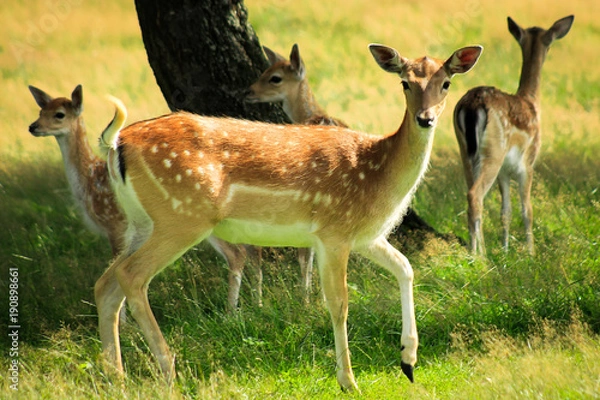 Obraz Rehe im freien