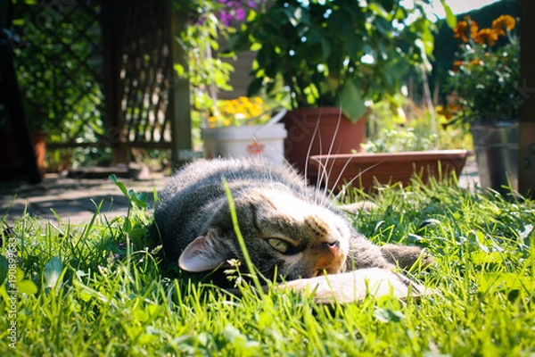 Obraz Entspannte Katze