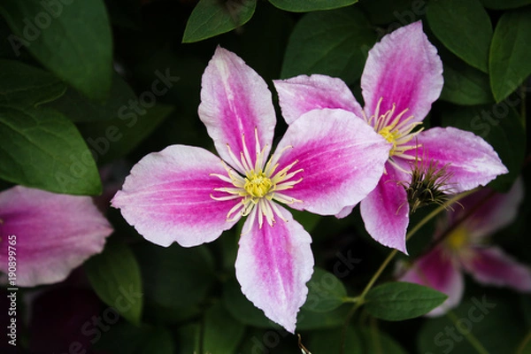 Fototapeta Pink flower