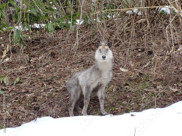 Obraz 早春のニホンカモシカ