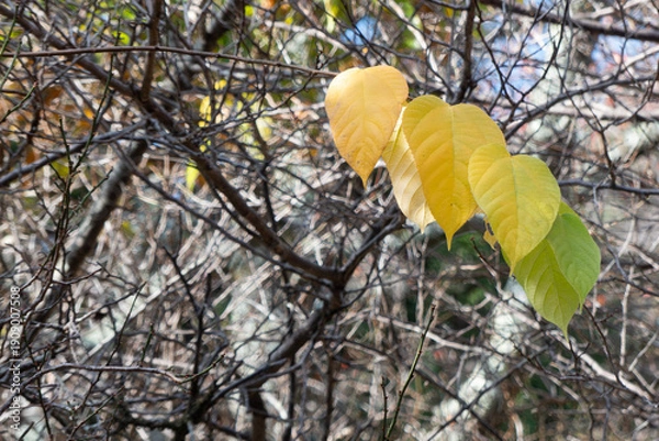 Obraz 初冬の公園で並んだ黄色い葉っぱ
