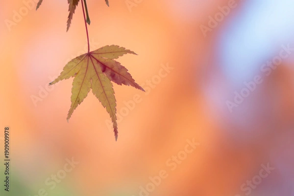 Obraz オレンジ色の背景に美しい黄葉が一枚