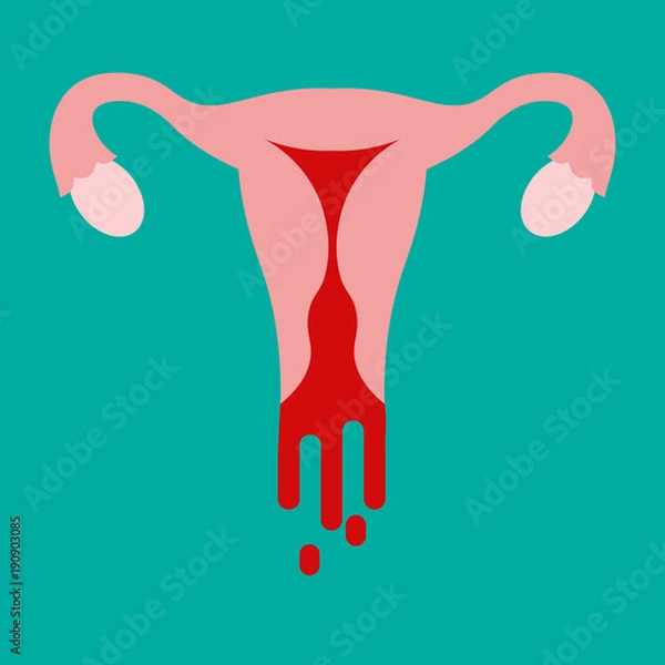 Fototapeta menstrual cycle. monthly