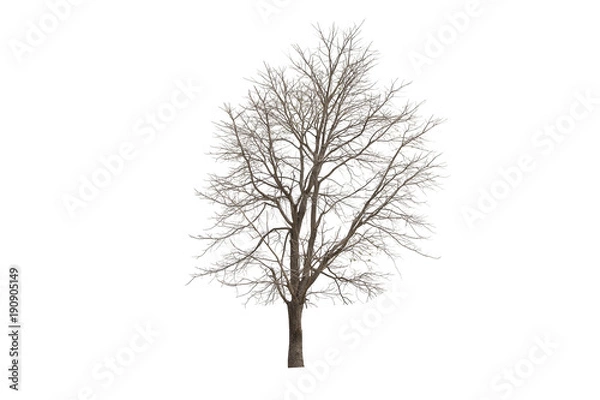 Obraz Dead trees isolated on white background.