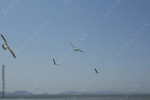 Obraz Seagulls flying in the sky.