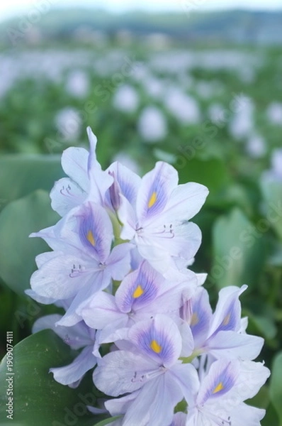 Obraz 【奈良】本薬師寺跡に咲くホテイアオイ　クローズアップ