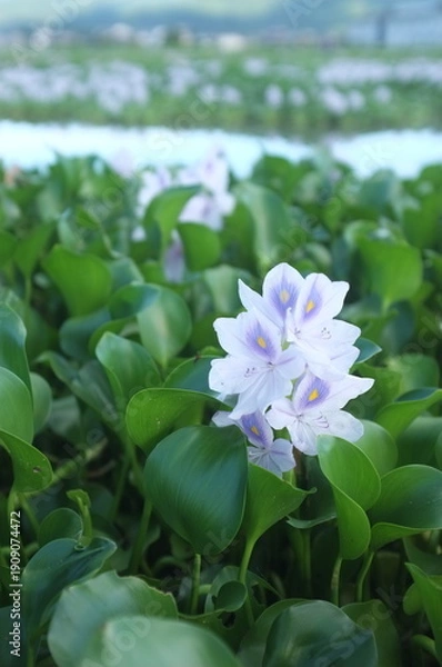 Obraz 【奈良】本薬師寺跡に咲くホテイアオイ　クローズアップ