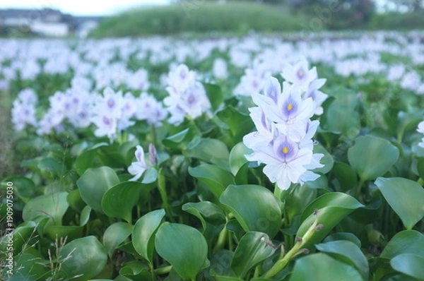 Obraz 【奈良】本薬師寺跡に咲くホテイアオイ　クローズアップ