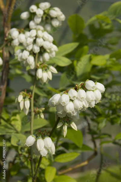 Obraz White flowers on blueberry stem