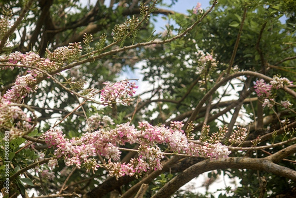 Obraz pink cherry blossom background
