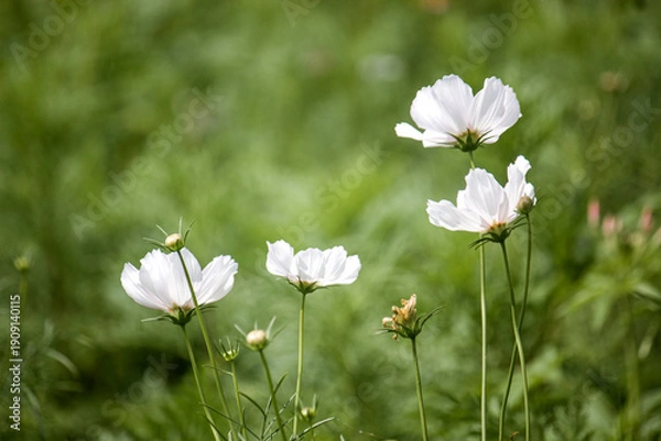 Obraz White cosmos bloom flowers background