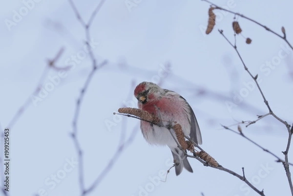 Obraz 木の枝にとまるベニヒワのオス