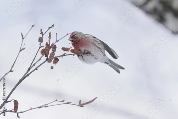 Obraz 枝に止まるベニヒワ