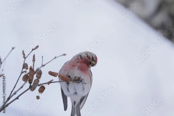 Obraz 枝に止まるベニヒワ