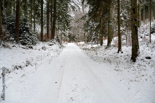Obraz A forest path in winter with snow