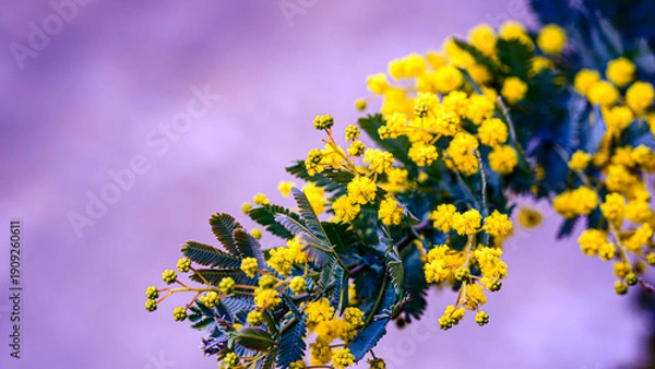 Obraz ミモザの花のアップ