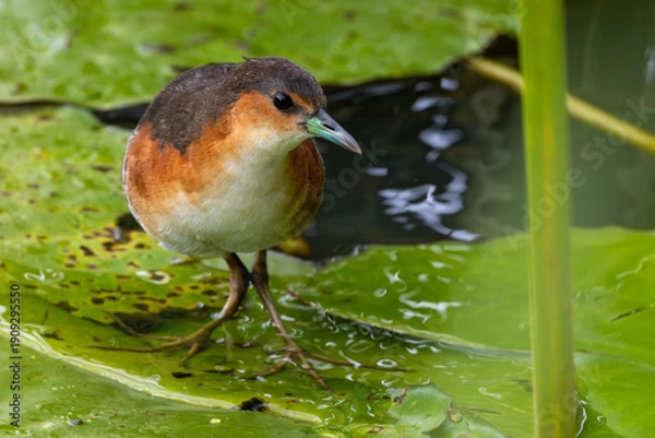 Fototapeta robin on the grass