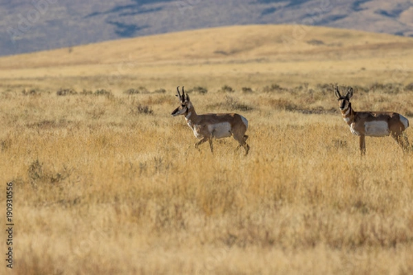 Obraz Pronghorn Antelope Bucks on the Prairie