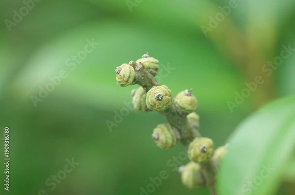 Obraz マテバシイ属の若い実