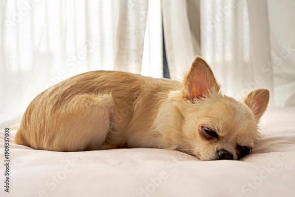 Obraz 白いチワワが布団に寝てる