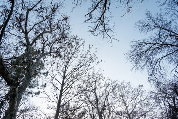 Obraz Bare Tree Branches Against Clear Winter Sky, Low Angle View