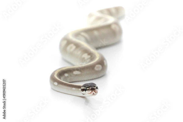 Obraz Mystic Potion Ball Python Crawling on White Background