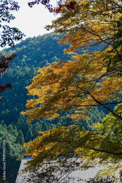 Obraz 鞍馬寺仁王門から本堂までの道中の紅葉