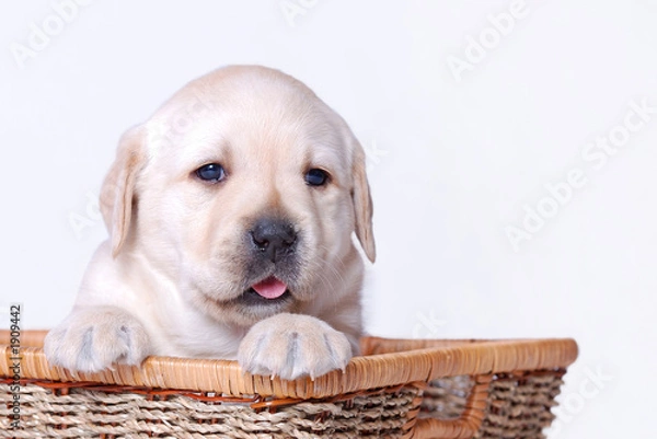 Obraz labrador puppy