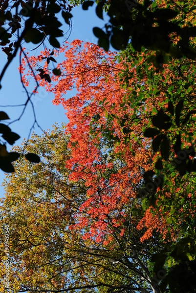 Obraz 楓の紅葉が美しい鞍馬寺境内の風景