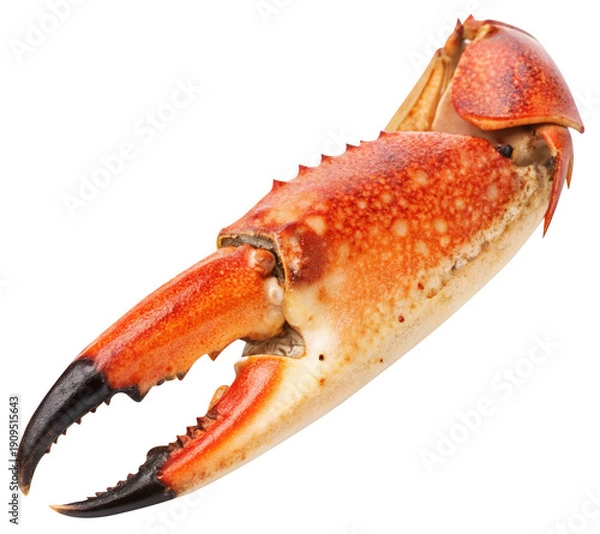 Obraz crab claw on white background