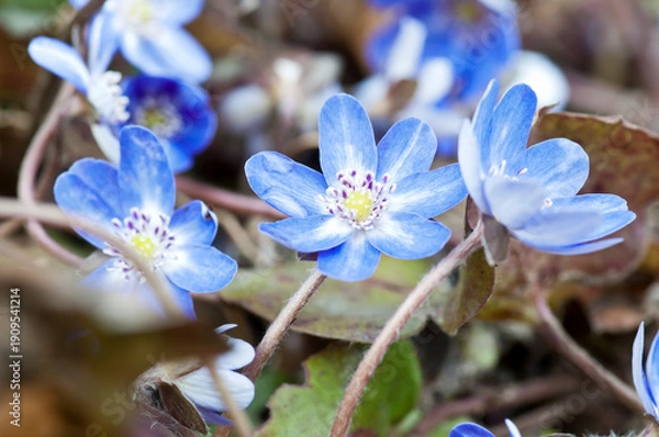 Obraz 春の庭に咲く青い可愛いミスミソウ
