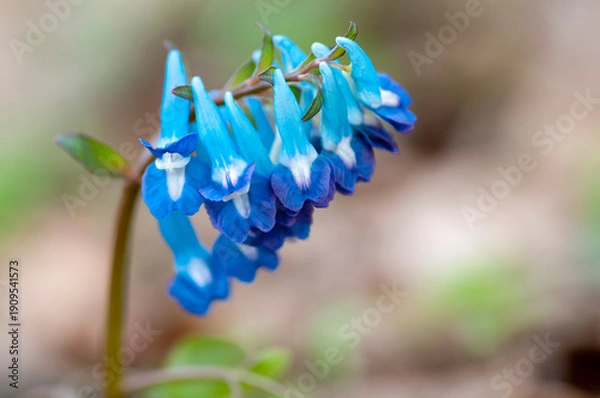 Obraz 春の野原に咲くカワイイ青色の花　エゾエンゴサク
