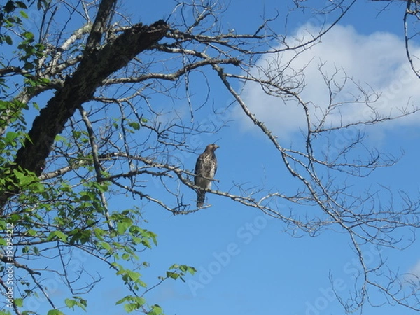 Obraz looking for lunch