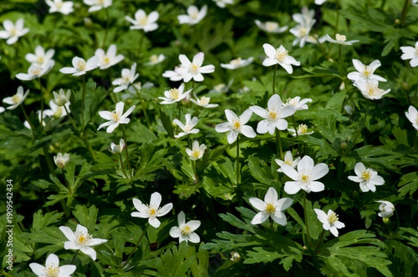 Obraz 春の野山に咲く白いニリンソウ
