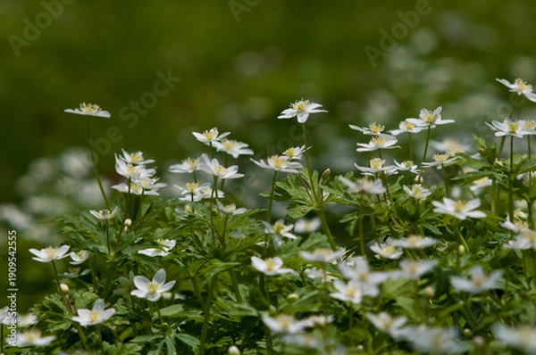 Obraz 春の野山に咲く白いニリンソウ
